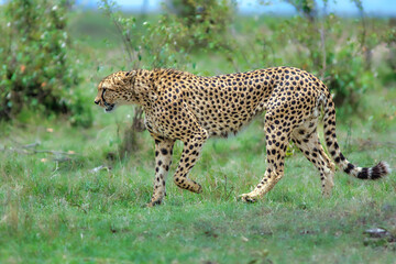 cheetah in the grass
