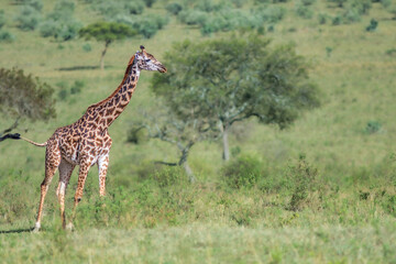 giraffe walking in the savannah