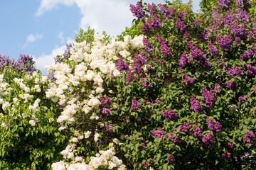 Fototapeta premium lilac trees in a lilac garden. Cultivation of various breeding lilac bushes, lush clusters of lilacs