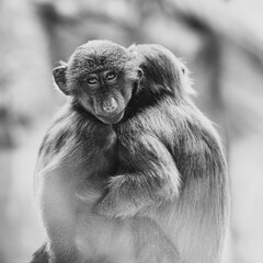 Close up picture of 2 young monkeys hugging.