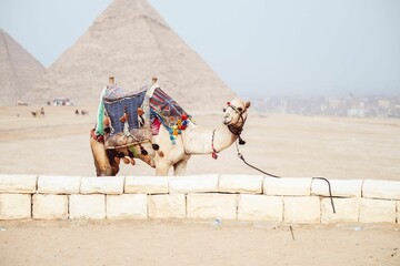 camel and pyramid in background in desert area next to wall