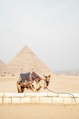 Camel and pyramids of Giza near desert wall