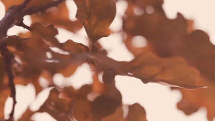 Oak Tree Leaves In Autumn. Abstract Background Of Autumn Leaves. Oak Leaves In Autumn Autumn Oak...