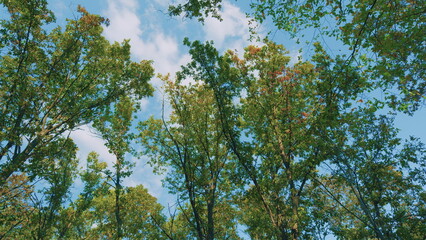 Oak Branches With Green And Yellow Leaves In Park. Oak Autumn Leaves. Yellow Orange Oak Leaves...