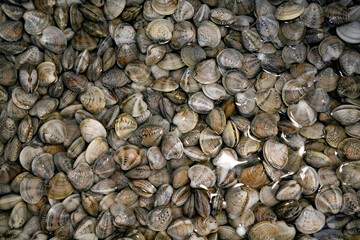 Fresh uncooked vongole clams. Seafood dish spaghetti vongole for sale on Italian market
