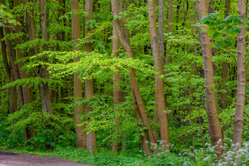 Eco environment concept,  Spring landscape,  Selective focus of tree trunks in the wood, New young green leaves in the forest with trees along countryside road, Nature pattern, Greenery background.