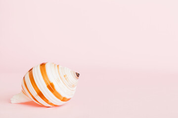 Summer time concept with sea shells or starfish on a table background with copy space for text