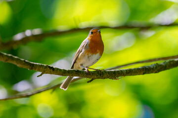 Erithacus rubecula in its natural habitat perching on twigs tree, The European robin (Roodborst) known simply as the robin redbreast in the British Isles, Is a small insectivorous passerine bird.