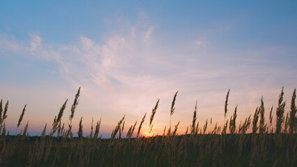 Obraz premium Dry Reed Growing Outdoors At Sunset. Decorative Wild Reeds. Stalks Blowing In Wind At Golden Sunset.