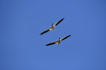 Two pelicans in flight