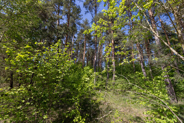 pines and deciduous trees in a mixed forest in spring