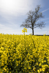 Obraz premium a tall tree growing in a rapeseed field