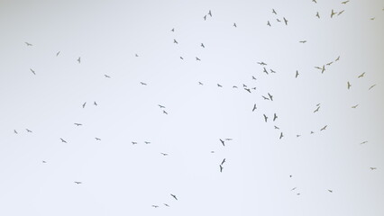 Large Bird In Natural Ecosystem. Migrating Greater Birds Circling In The Sky.
