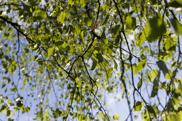 Fototapeta premium birch foliage in the spring season
