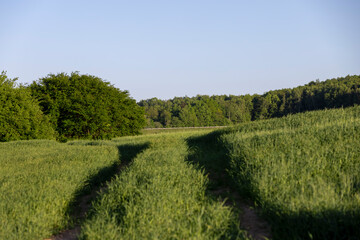 the first spikelets of wheat in windy weather in rural areas