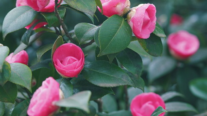 Pink Camellia Japonica In Spring Festival Flowers. Pink Camellia Flower With Green Leafs.