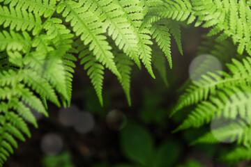 Fern leaf. Closeup nature view of fern leaf background. Flat lay, dark nature concept, tropical leaf. Top view.