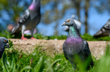 A flock of city Pigeon's feeding, living and breeding in communities. Bright iridescent, colourful plumage, 
