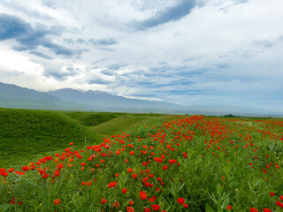 Beautiful flowers of red poppies in the mountains. Spring landscape