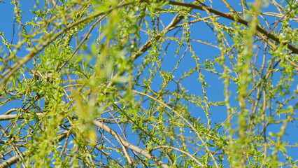 Young Male Catkin Of A Knotted Willow Salix Babylonica Or Weeping Willow.
