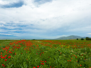 Beautiful flowers of red poppies in the mountains. Spring landscape