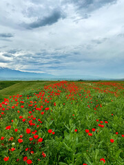 Beautiful flowers of red poppies in the mountains. Spring landscape