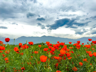 Poppy field in the mountains against a dramatic sky. Kyrgyzstan. Natural landscape