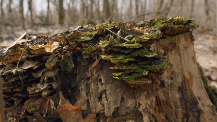 Fallen Trees Of Virgin Forest. Old Stump Covered With Moss. Wildlife. Gimbal Shot.