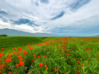 Poppy field in the mountains against a dramatic sky. Kyrgyzstan. Natural landscape