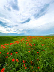 Beautiful flowers of red poppies in the mountains. Spring landscape