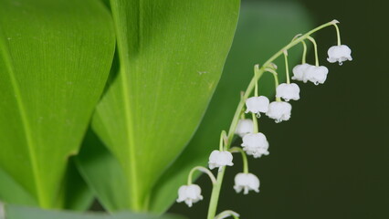 Lily of the valley on the stigma of a flower made a drop of water. Close-up. Convallaria majalis....