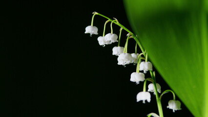 Macro shot of beautiful flowers of lily of the valley with dew drops on stigma. Convallaria...