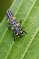 Closeup on the grey to blue larvae of the seven-spot ladybird, Coccinella septempunctata sitting on a leaf