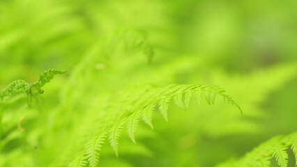 Ferns leaves green foliage natural floral fern background in sunlight. Green fresh fern leaves in a...