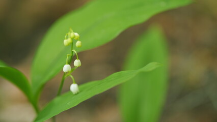 Convallaria majalis. Lily of the valley spring flowers blooming. Slow motion.