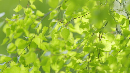 Beautiful sun shine through the blowing on wind tree green leaves. Foliage of the tree swayed by...