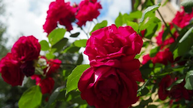 A rose is either a woody perennial flowering plant of genus Rosa. Bright pink, crimson and magenta double roses grow as a bush in park or in yard. Sunny summer day. Lots of rosebuds. Lush flowering