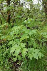 Closeup on a North-American Common Cowparsnip, Heracleum maximum, Oregon