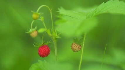 Ripe and juicy wild strawberries. Red wild berries in grass. Source of vitamins and minerals. Close...