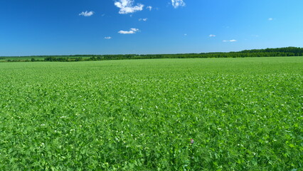 Pea white flowers and leaves swinging gently with wind. Cultivated legumes. Wide shot.
