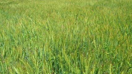 Fototapeta premium Golden ears are slowly swaying in wind. Grains growing leaves industry farm lands.