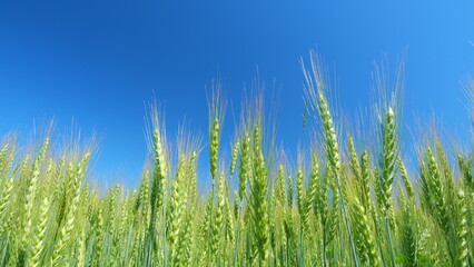 Fototapeta premium Landscape summer field sun sky nature. Some spikelets moving slowly in wind. Lush wheat grows in agricultural field. Modern agriculture.