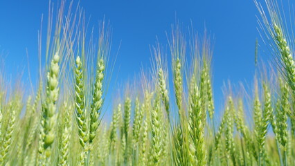 Obraz premium Unripe grain farm field. Low anlgle view. Beautiful blue sky. Golden green ripe ears of wheat in rays of sun sway in wind.