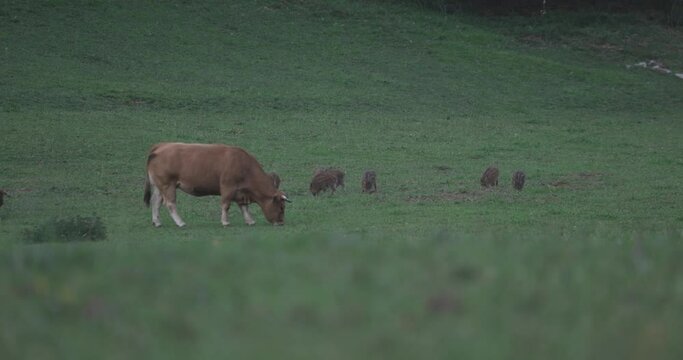 Wild boar babies grazing next to cows in a green field eating grass together at dusk on a pasture.