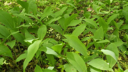 Blooming lily of the valley in spring forest. Flowers bells lily of the valley wild. Slow motion.