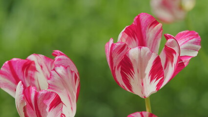 White with red stripe on petal tulip. Red and white striped tulip flower. Close up.