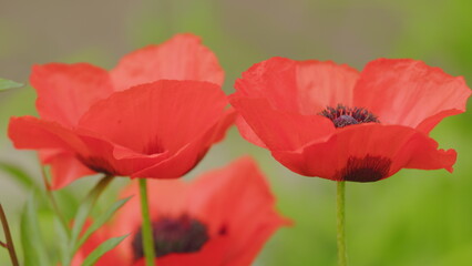 Obraz premium Poppy head macro shot, poppy flower on a field. Beautiful poppy blossom. Papaveraceae. Close up.