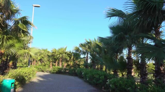 moving along alley row of palm tree in resort street, summer exotic vegetation during vacation