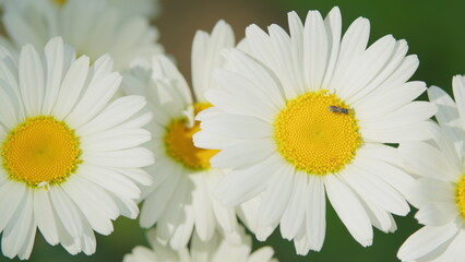 White flowers with big yellow center. Chamomile flower sways in the wind in the sun on a summer day. Close up.