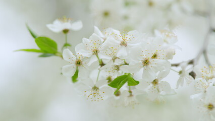 Obraz premium Spring time, cherry plum tree blooms with white flowers. Slow motion.
